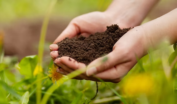 Hands holding soil in a field